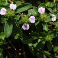 Rostellularia procumbens (L.) Nees